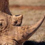 Ol Pejeta Safari Can I Meet Conservation Staff? Yes -- Photo by Magda Ehlers on Pexels
