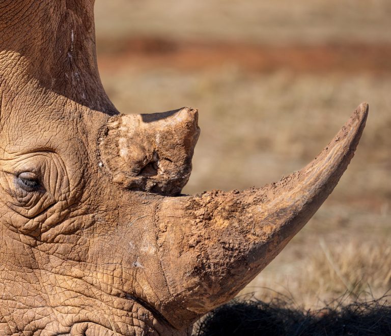 Ol Pejeta Safari Can I Meet Conservation Staff? Yes -- Photo by Magda Ehlers on Pexels