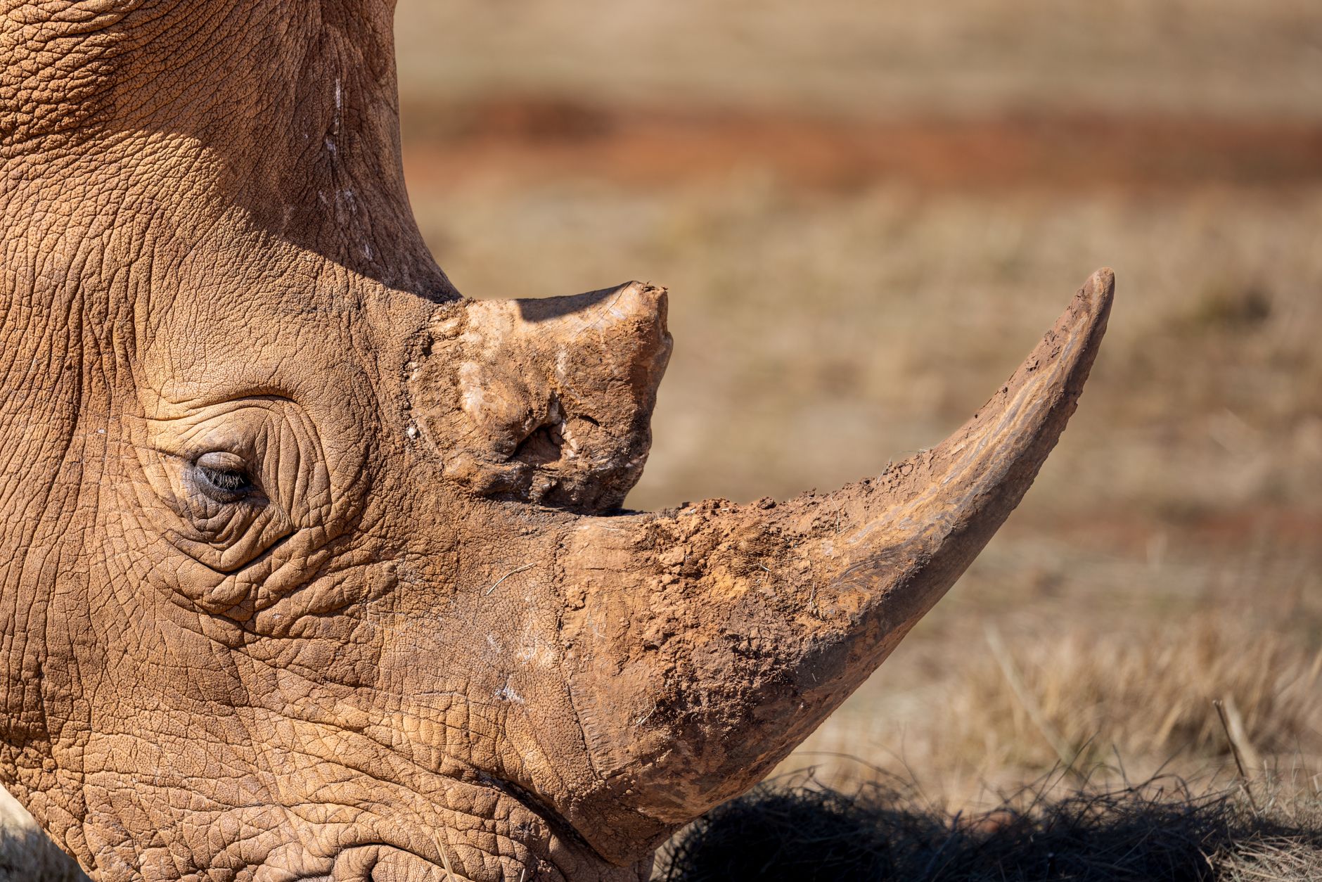 Ol Pejeta Safari Can I Meet Conservation Staff? Yes -- Photo by Magda Ehlers on Pexels