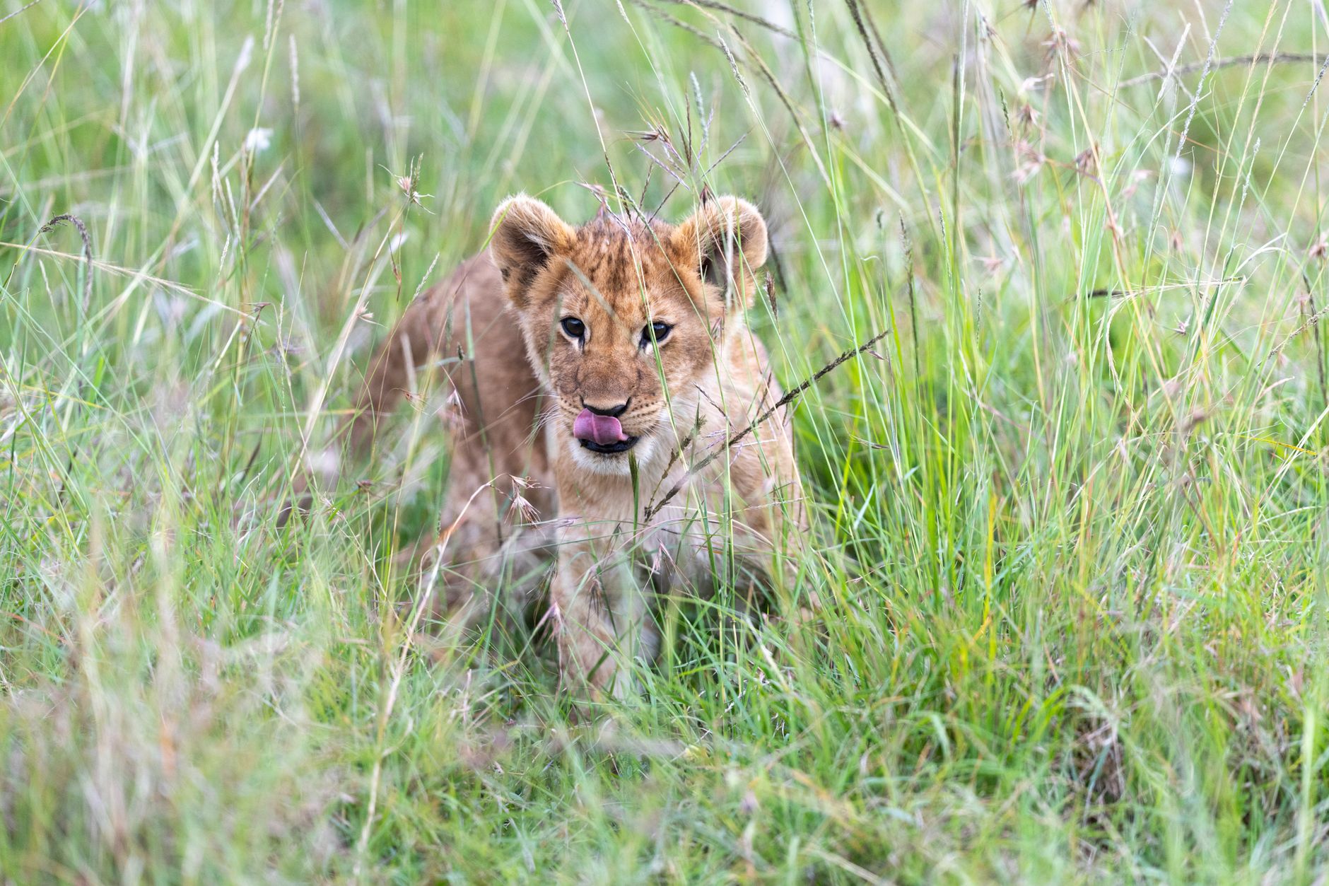 Kenya Safari Guide for Spanish Speakers: Plan Smart -- Photo by Hugo Sykes on Pexels