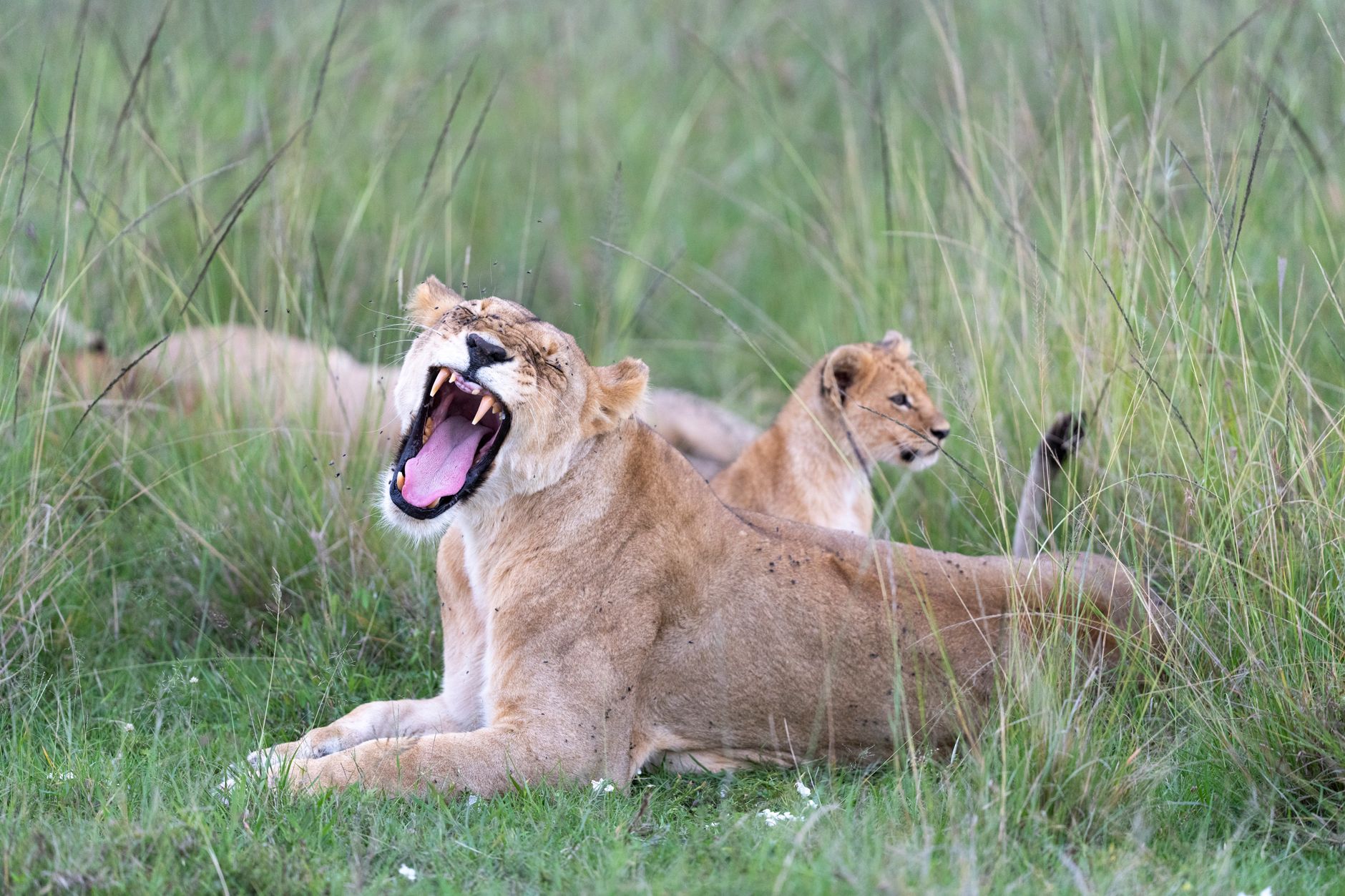 Kenya Safari Planning for Swedish Speakers | TouringInsights -- Photo by Hugo Sykes on Pexels