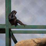 Ol Pejeta safari: can I see chimpanzees? Yes, what to know -- Photo by Magda Ehlers on Pexels