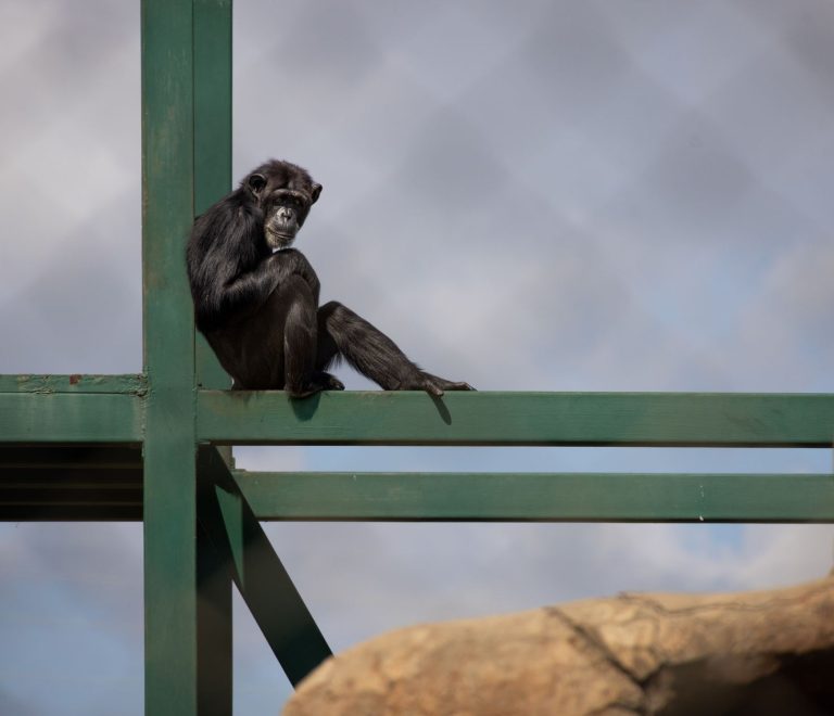 Ol Pejeta safari: can I see chimpanzees? Yes, what to know -- Photo by Magda Ehlers on Pexels