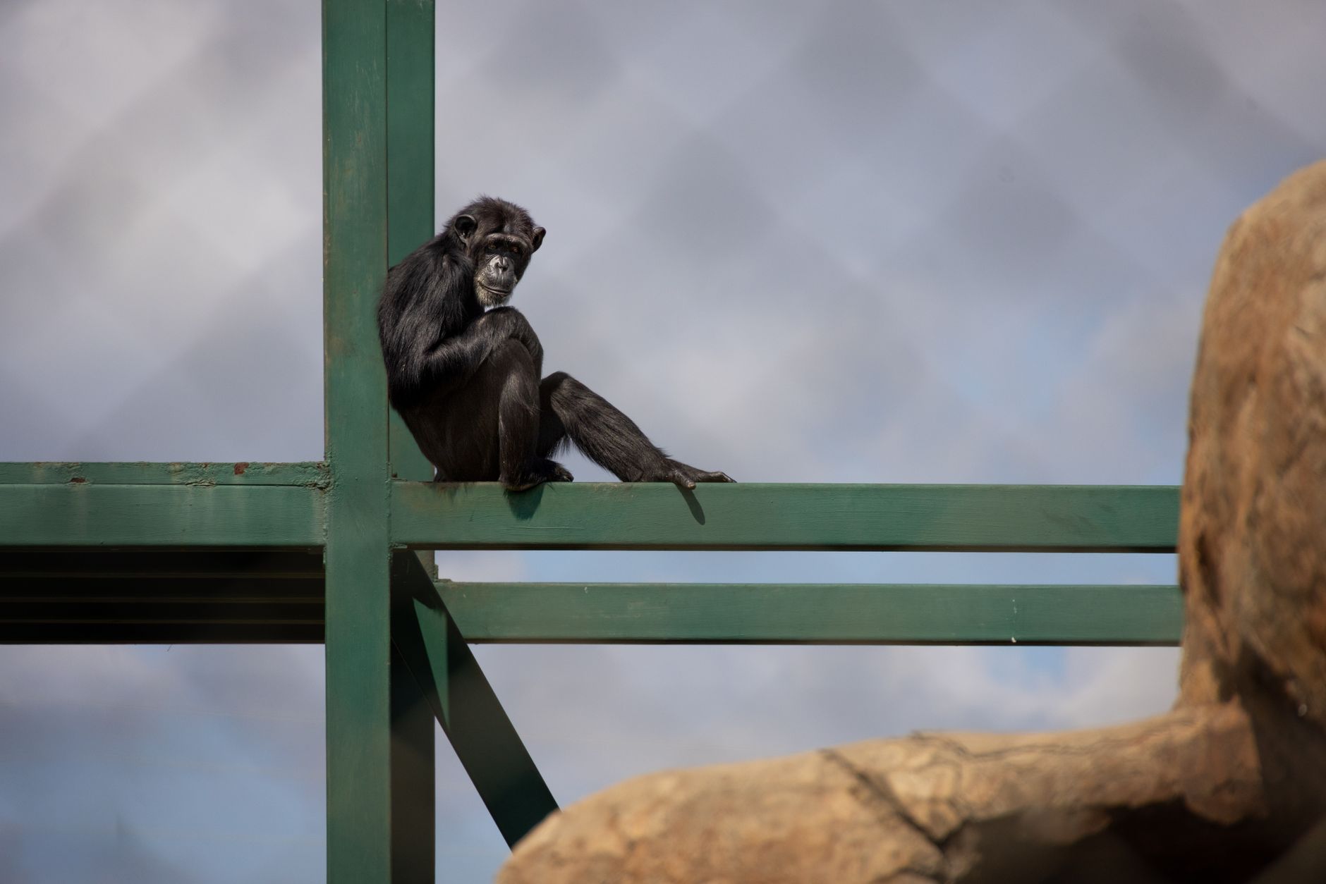 Ol Pejeta safari: can I see chimpanzees? Yes, what to know -- Photo by Magda Ehlers on Pexels