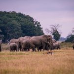 How Do Safari Camps Handle Nappies: 7 Practical Tips -- Photo by Vince Pictures on Pexels