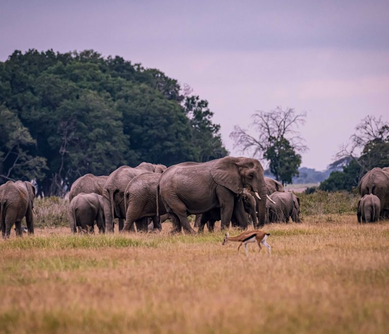How Do Safari Camps Handle Nappies: 7 Practical Tips -- Photo by Vince Pictures on Pexels