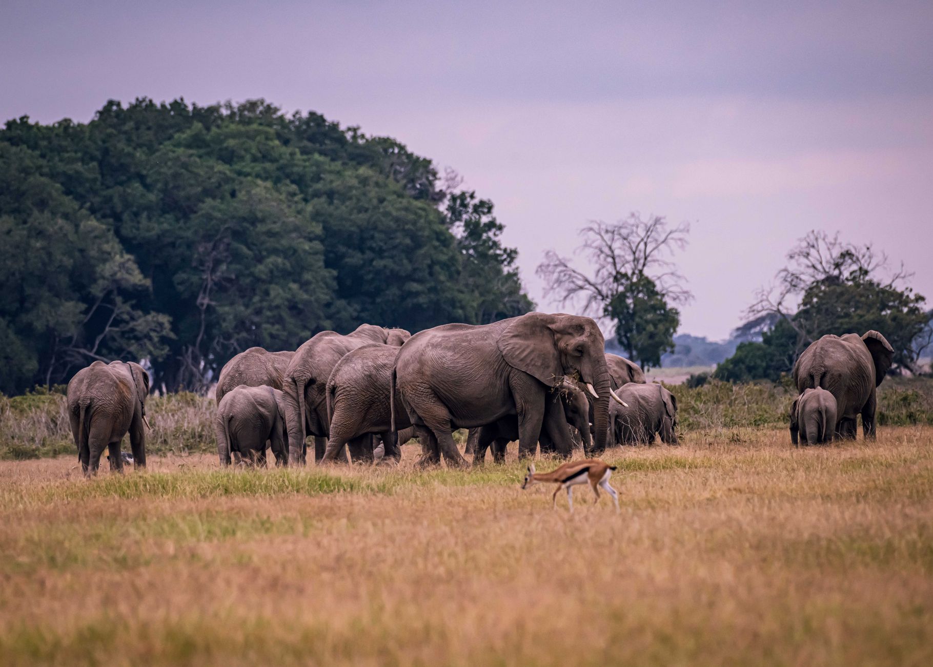 How Do Safari Camps Handle Nappies: 7 Practical Tips -- Photo by Vince Pictures on Pexels