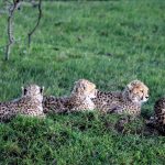 Kenya Safari Family Room Options: 4 Layouts Compared -- Photo by Mr Sketch on Pexels