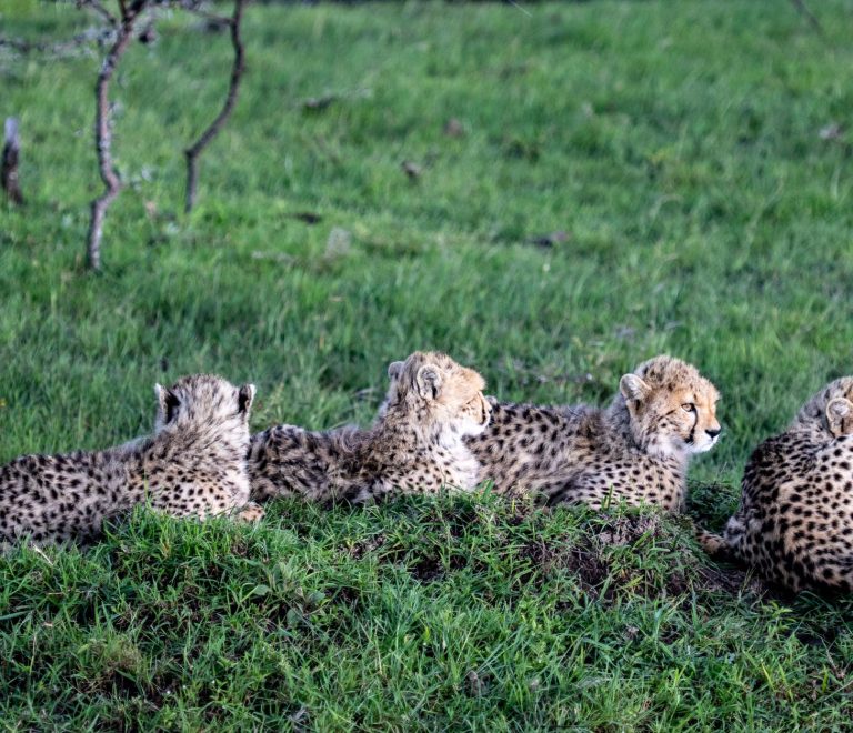 Kenya Safari Family Room Options: 4 Layouts Compared -- Photo by Mr Sketch on Pexels
