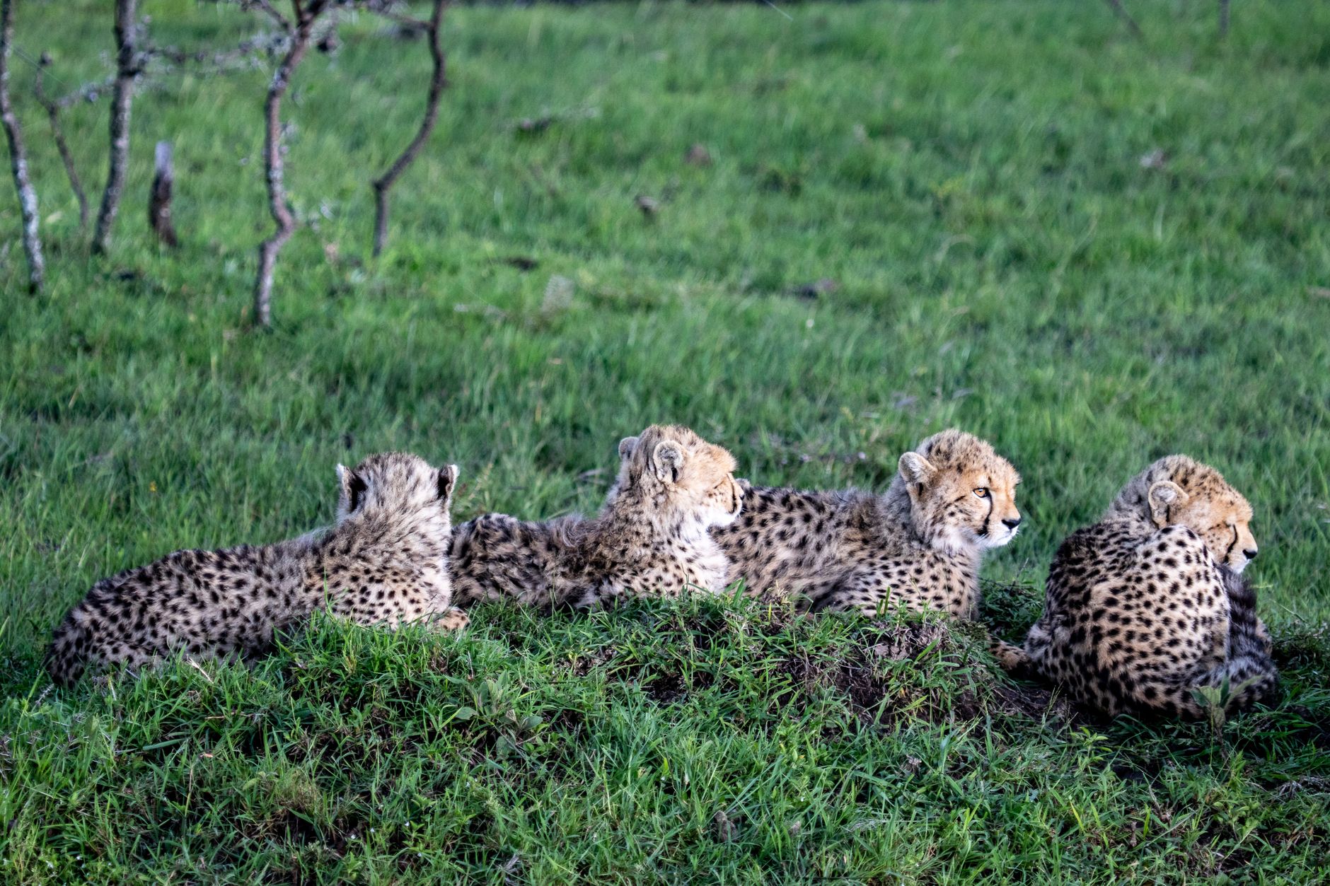 Kenya Safari Family Room Options: 4 Layouts Compared -- Photo by Mr Sketch on Pexels