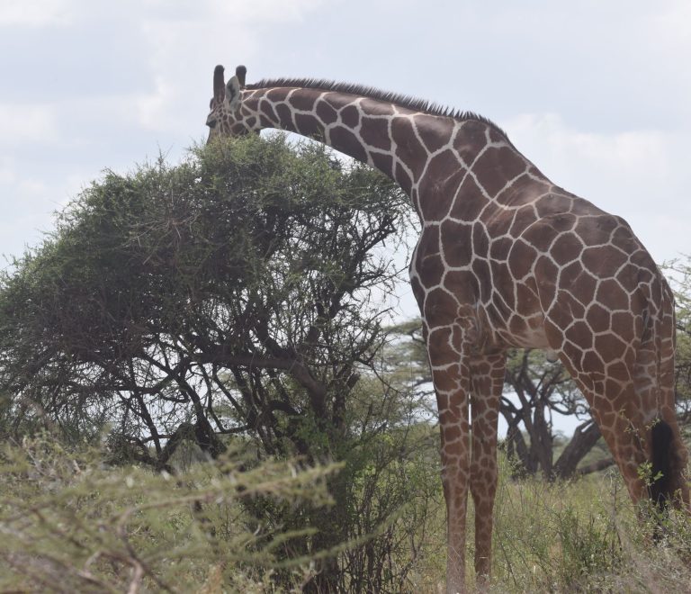 Safari Tipping Guide for Swedish Speakers: Money Tips -- Photo by John Mburu on Pexels
