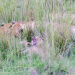 Masai Mara Travel Guide for Twi Speakers -- Photo by Hugo Sykes on Pexels