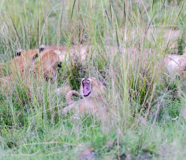Masai Mara Travel Guide for Twi Speakers -- Photo by Hugo Sykes on Pexels