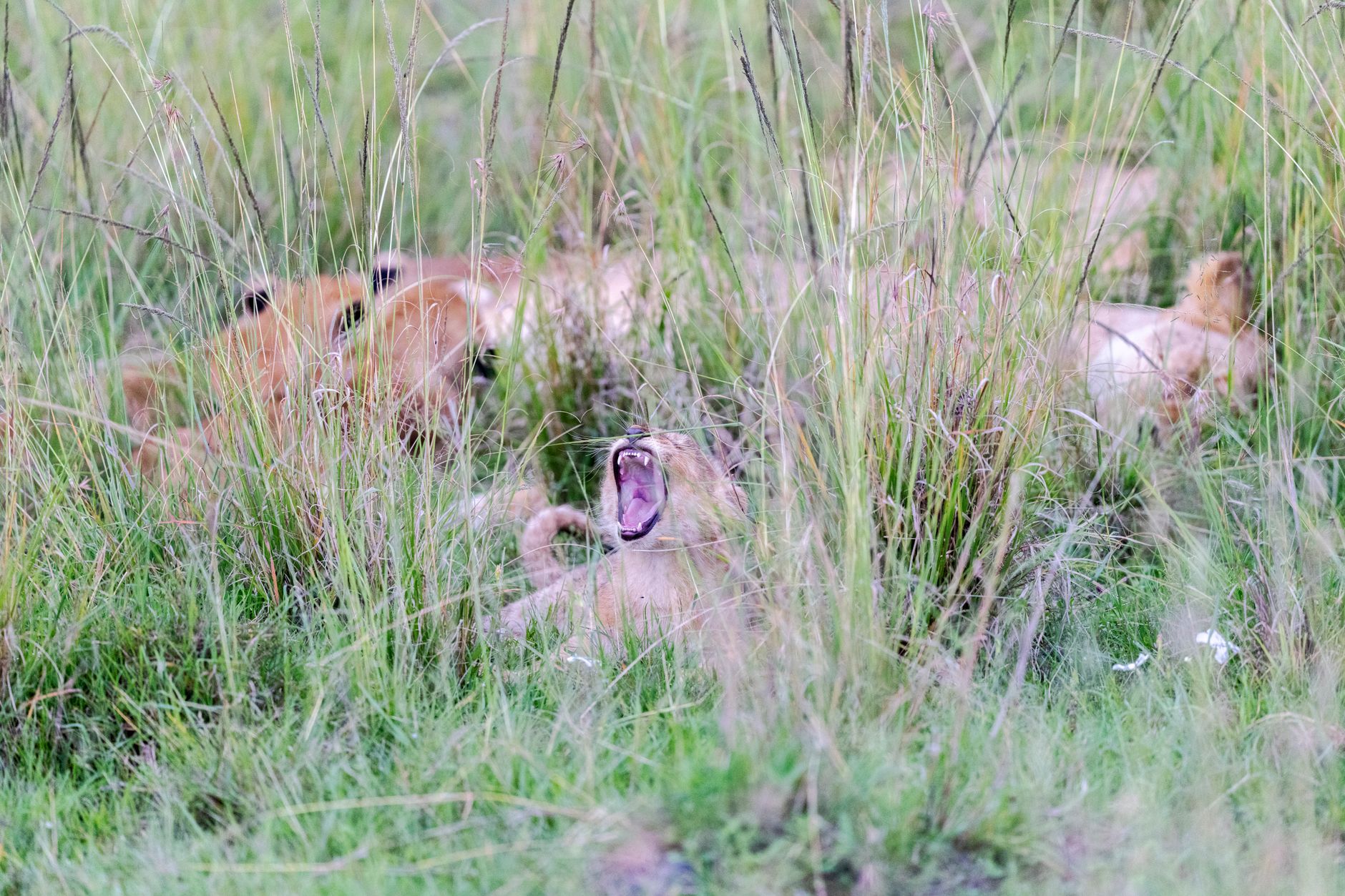 Masai Mara Travel Guide for Twi Speakers -- Photo by Hugo Sykes on Pexels