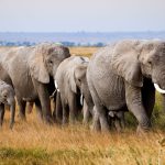 Kenya Safari Planning for Ndebele Speakers: A Complete Guide -- Photo by Fali Poncha on Pexels