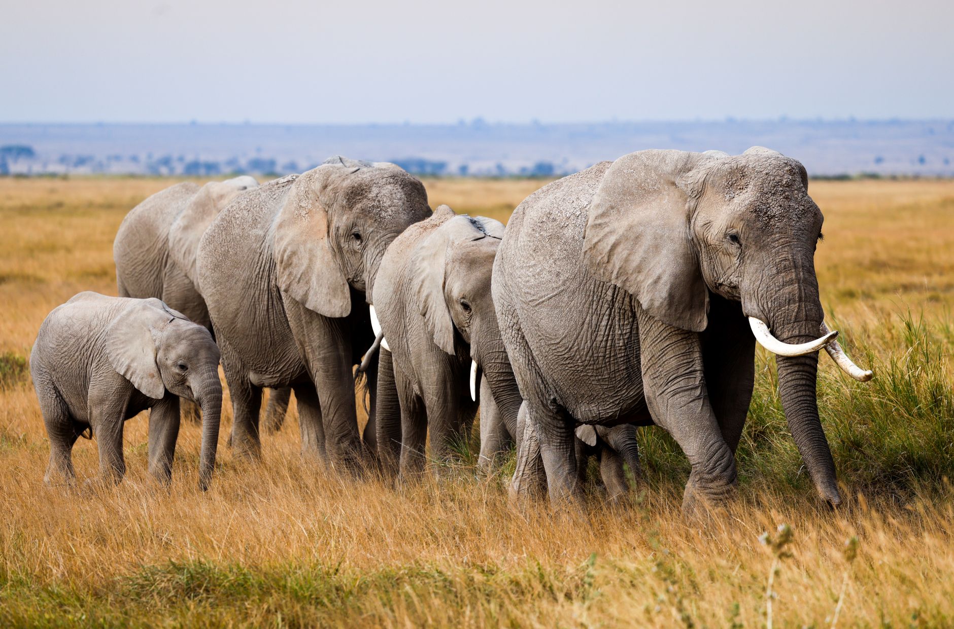Kenya Safari Planning for Ndebele Speakers: A Complete Guide -- Photo by Fali Poncha on Pexels