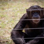Ol Pejeta Chimpanzee Visit Rules: 7 Family Tips -- Photo by Magda Ehlers on Pexels