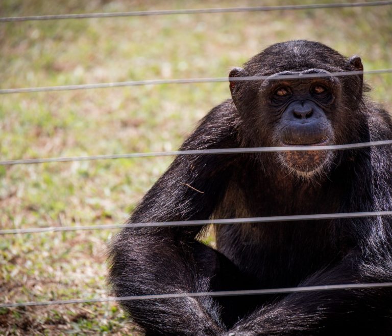 Ol Pejeta Chimpanzee Visit Rules: 7 Family Tips -- Photo by Magda Ehlers on Pexels