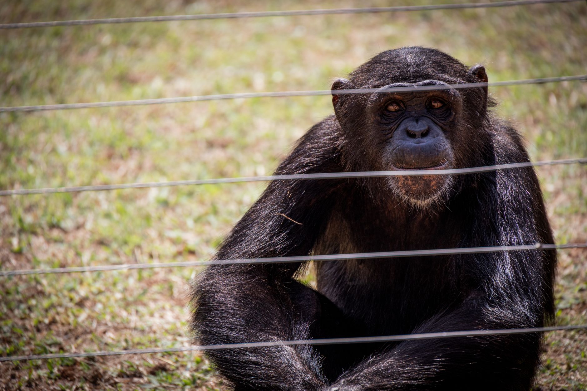 Ol Pejeta Chimpanzee Visit Rules: 7 Family Tips -- Photo by Magda Ehlers on Pexels