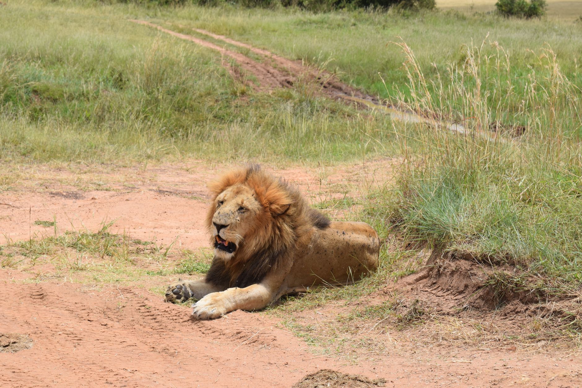 Is a safari vehicle safe for toddlers: 7 safety checks -- Photo by John Mburu on Pexels