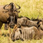 Kenya Safari Packing and Health Tips for Georgian Speakers -- Photo by Charmain Jansen van Rensburg on Pexels