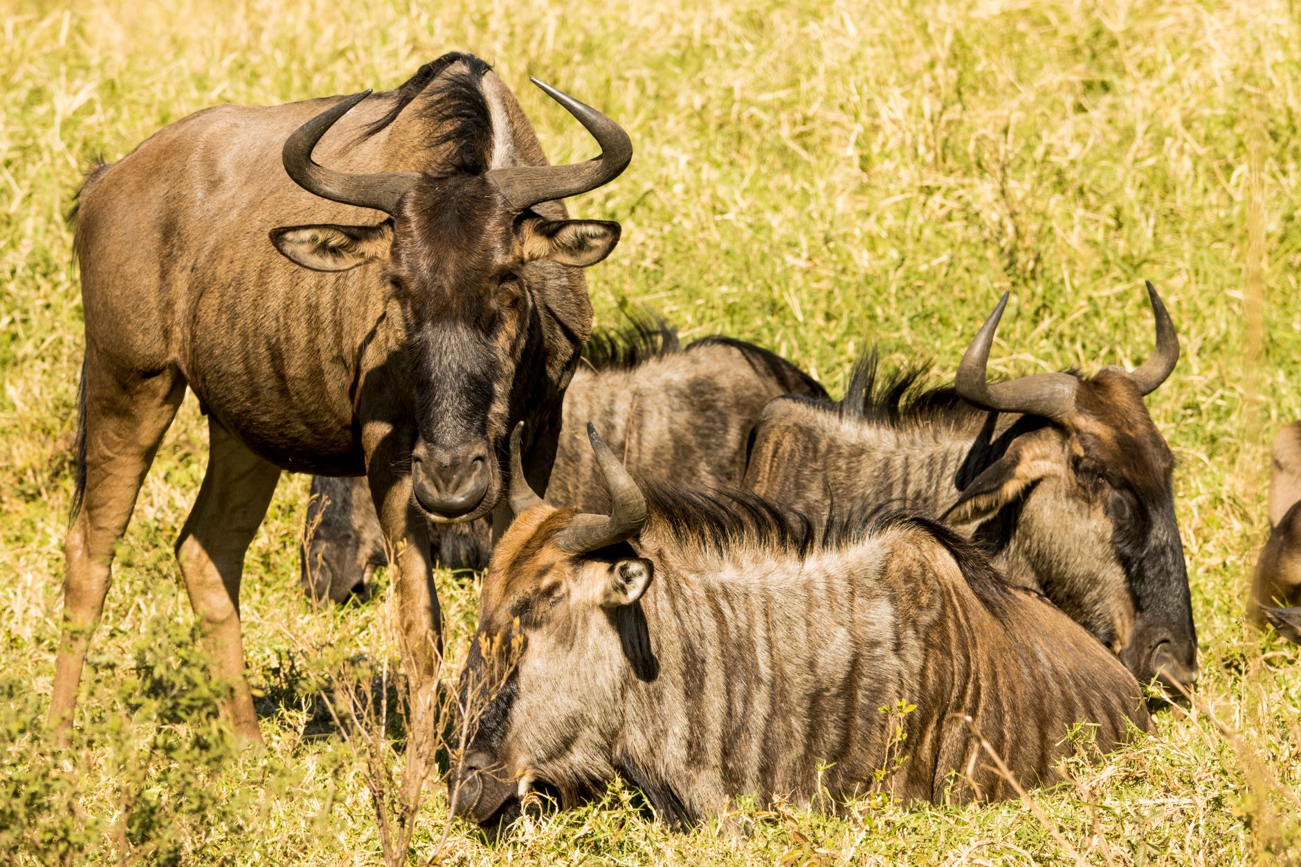 Kenya Safari Packing and Health Tips for Georgian Speakers -- Photo by Charmain Jansen van Rensburg on Pexels