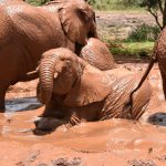 Where Can You Leave Luggage Between Kenya Safari and Beach -- Photo by Lucie Burlet on Pexels