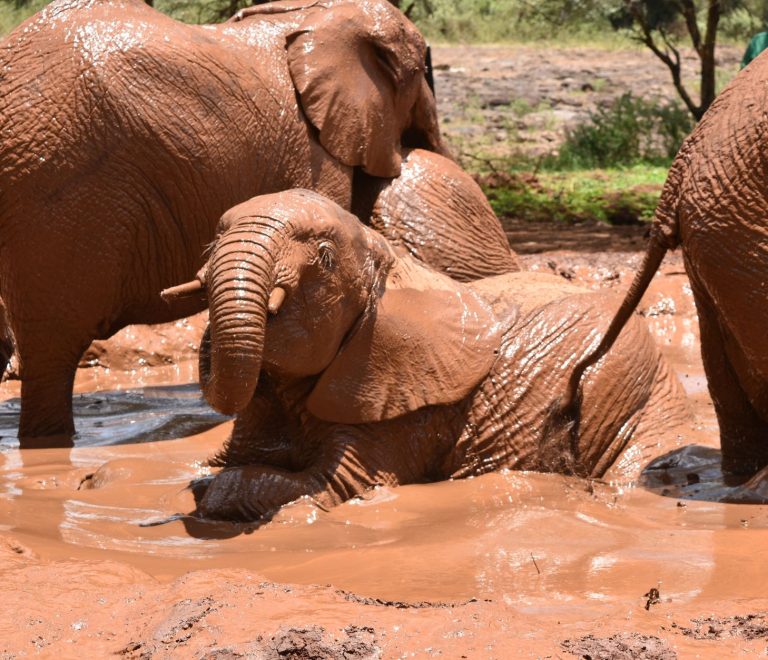 Where Can You Leave Luggage Between Kenya Safari and Beach -- Photo by Lucie Burlet on Pexels