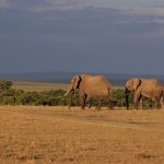 Masai Mara Shared Safari Costs 2026: From $460 -- Photo by Wladimir Kühne on Pexels
