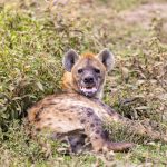Lake Nakuru Versus Naivasha Safari: Which One Wins? -- Photo by Balazs Simon on Pexels