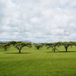 Best Time to Visit Kenya for Gujarati Speakers -- Photo by Joseph Ruwa on Pexels