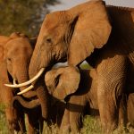 What Happens If Safari Lodge Overbooks: 4 Things to Expect -- Photo by Josef Spang on Pexels