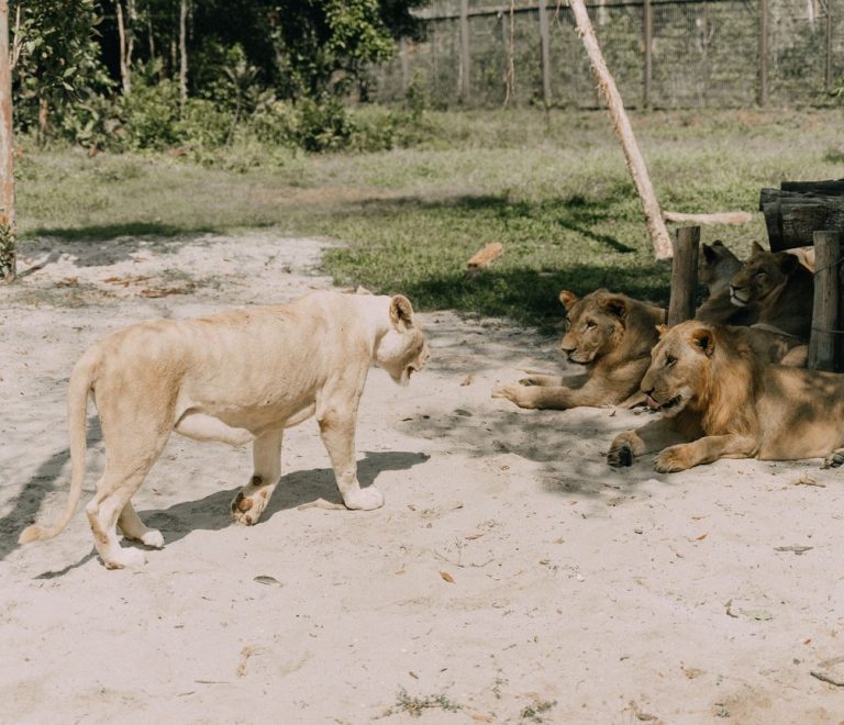 A small safari vehicle with a Maasai guide and guests parked at a respectful distance from a lion pride on open grassland in a Kenyan conservancy