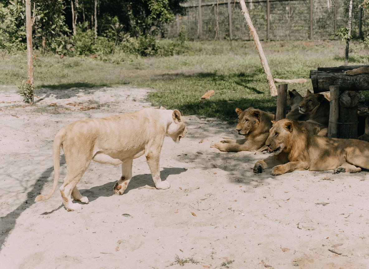 A small safari vehicle with a Maasai guide and guests parked at a respectful distance from a lion pride on open grassland in a Kenyan conservancy
