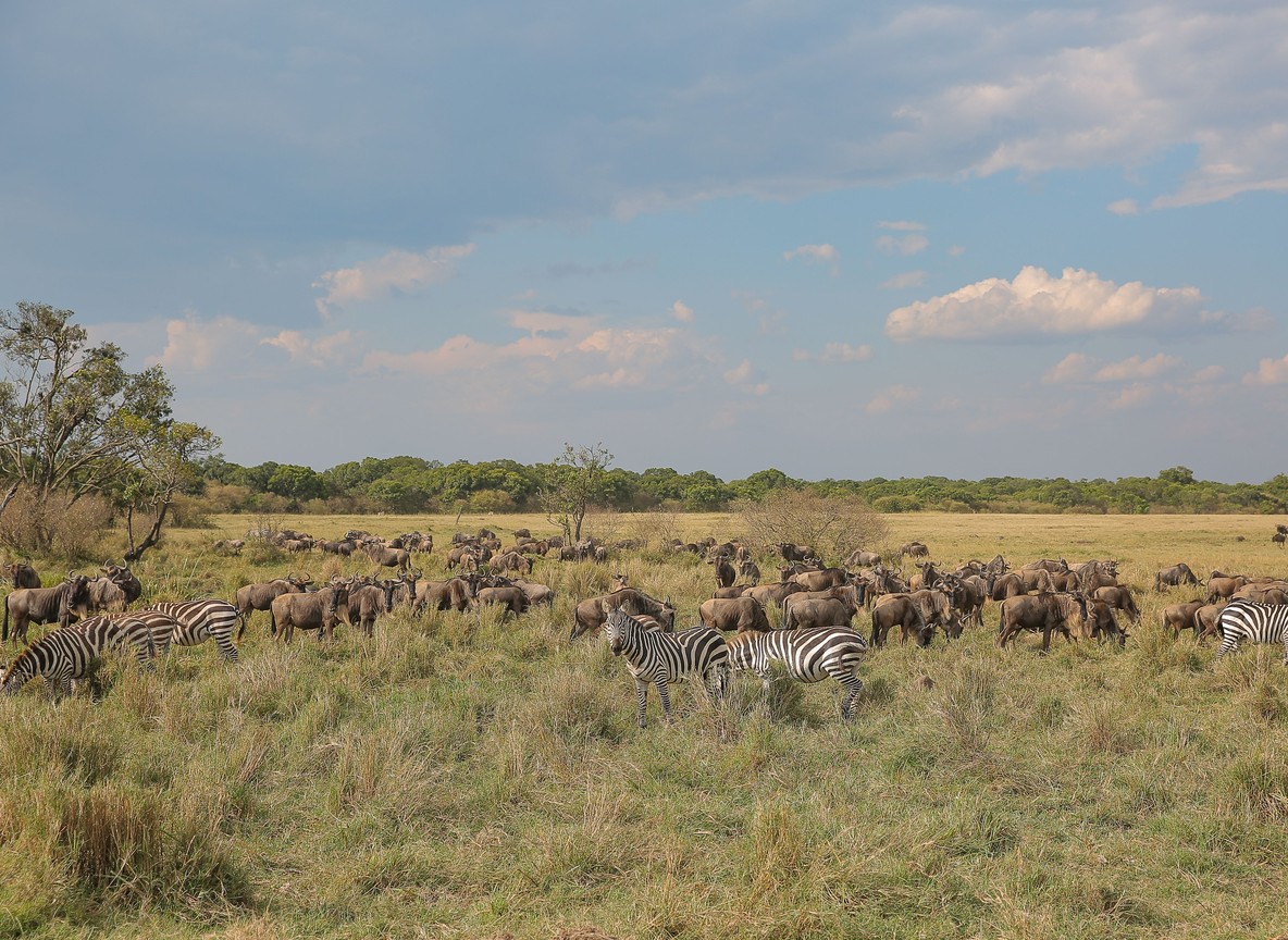 A certified Maasai safari guide in uniform briefing a small group of travelers beside a safari vehicle at a conservancy gate