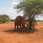A Kenya Wildlife Service ranger on foot patrol at dawn in Tsavo bush country, rifle slung, red earth underfoot