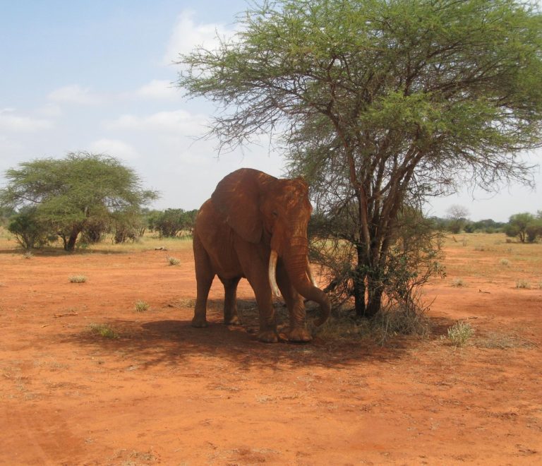 A Kenya Wildlife Service ranger on foot patrol at dawn in Tsavo bush country, rifle slung, red earth underfoot