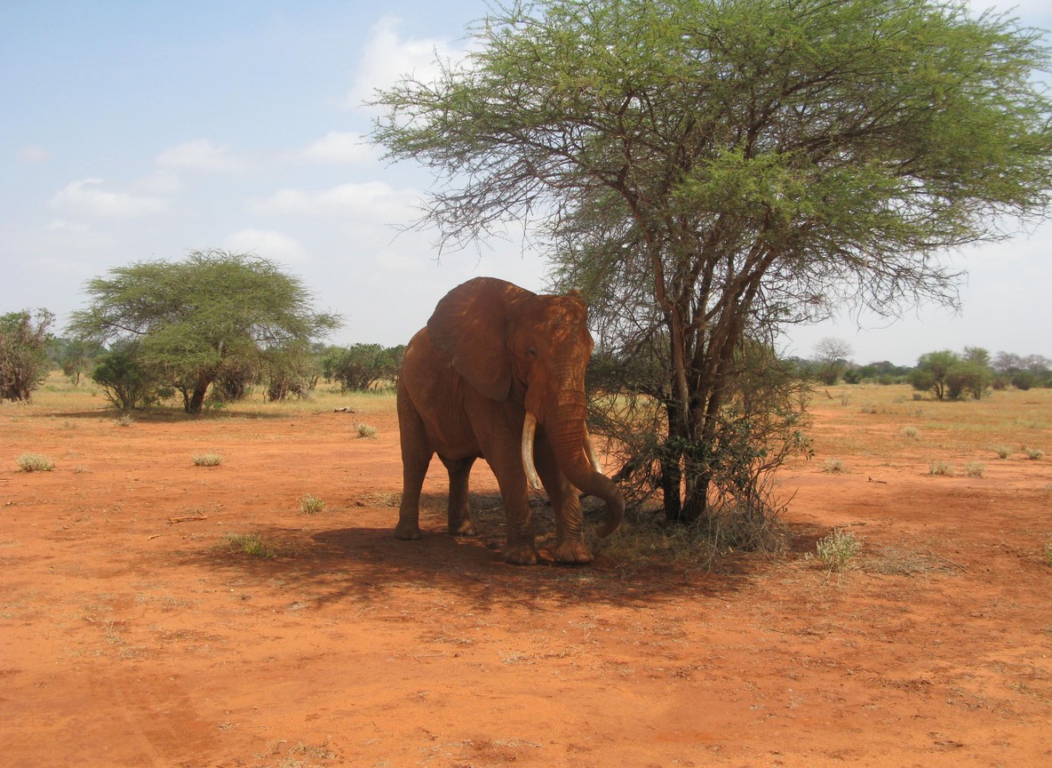 A Kenya Wildlife Service ranger on foot patrol at dawn in Tsavo bush country, rifle slung, red earth underfoot