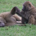 Kenya Uganda Safari Itinerary: 12-Day Wildlife Plan -- Photo by Eddy Odingo Odira on Pexels