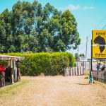 Kenya Uganda Rwanda Tourist Visa: $100, 90 Days -- Photo by Trickpix Photography on Pexels