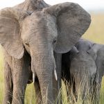 Murchison Falls vs Queen Elizabeth Wildlife: Uganda Guide -- Photo by Hugo Sykes on Pexels