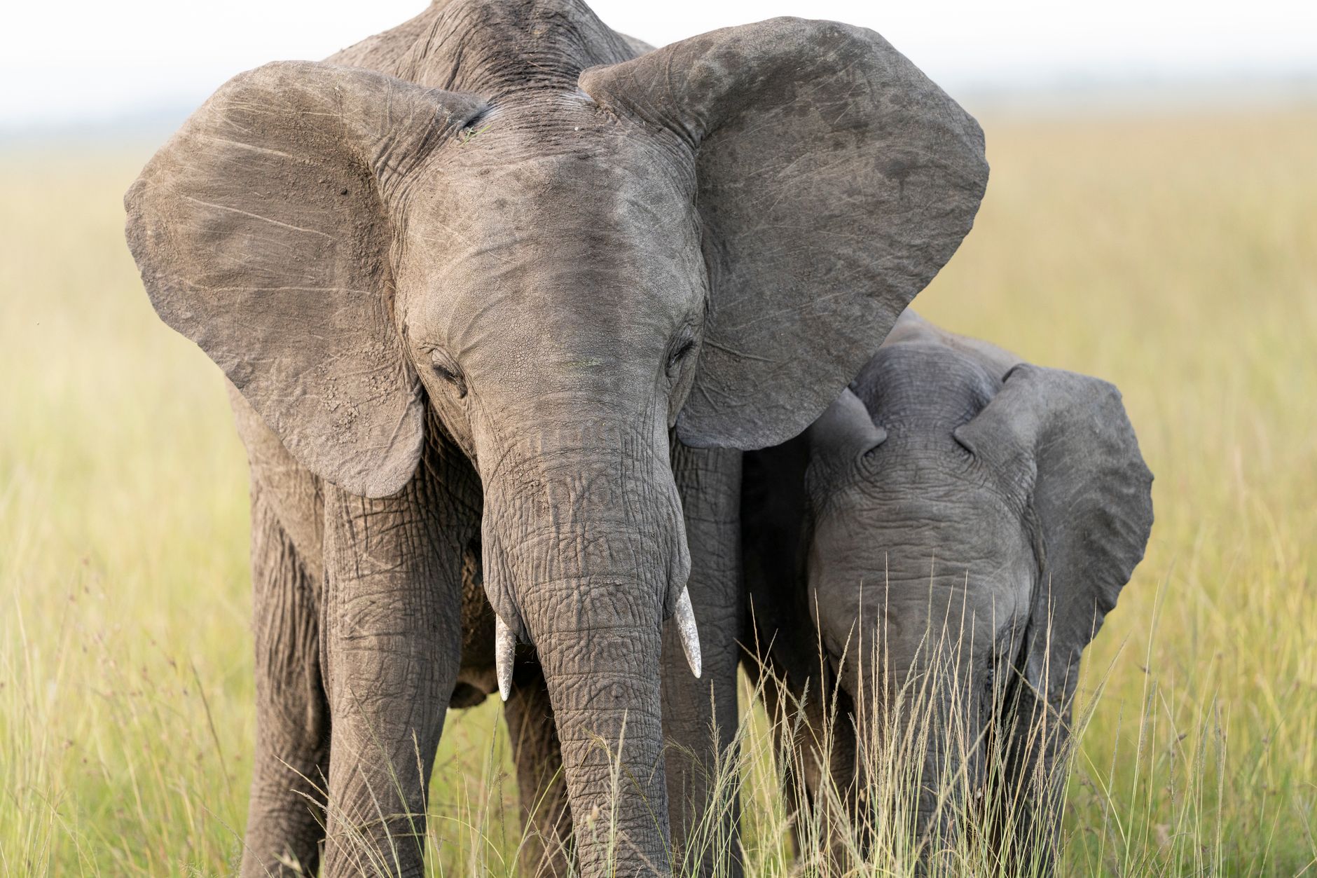 Murchison Falls vs Queen Elizabeth Wildlife: Uganda Guide -- Photo by Hugo Sykes on Pexels