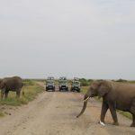 Zanzibar Entry Requirements Safari: 5 Must-Haves -- Photo by Doreen Kahendi on Pexels
