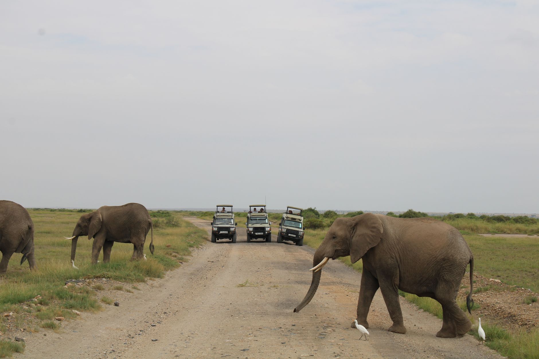 Zanzibar Entry Requirements Safari: 5 Must-Haves -- Photo by Doreen Kahendi on Pexels