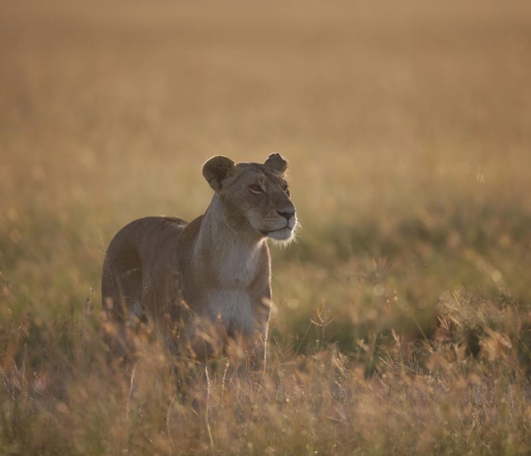 Serengeti Safari for Families: Plan the Right Trip -- Photo by Shantanu Chand on Pexels