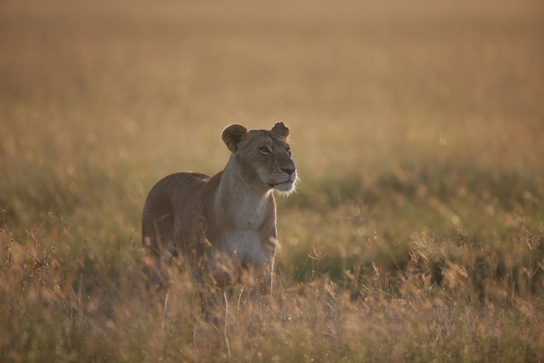 Serengeti Safari for Families: Plan the Right Trip -- Photo by Shantanu Chand on Pexels