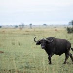 Akagera vs Murchison Falls Safari: Which Wins? -- Photo by Muwanguzi Isaac on Pexels