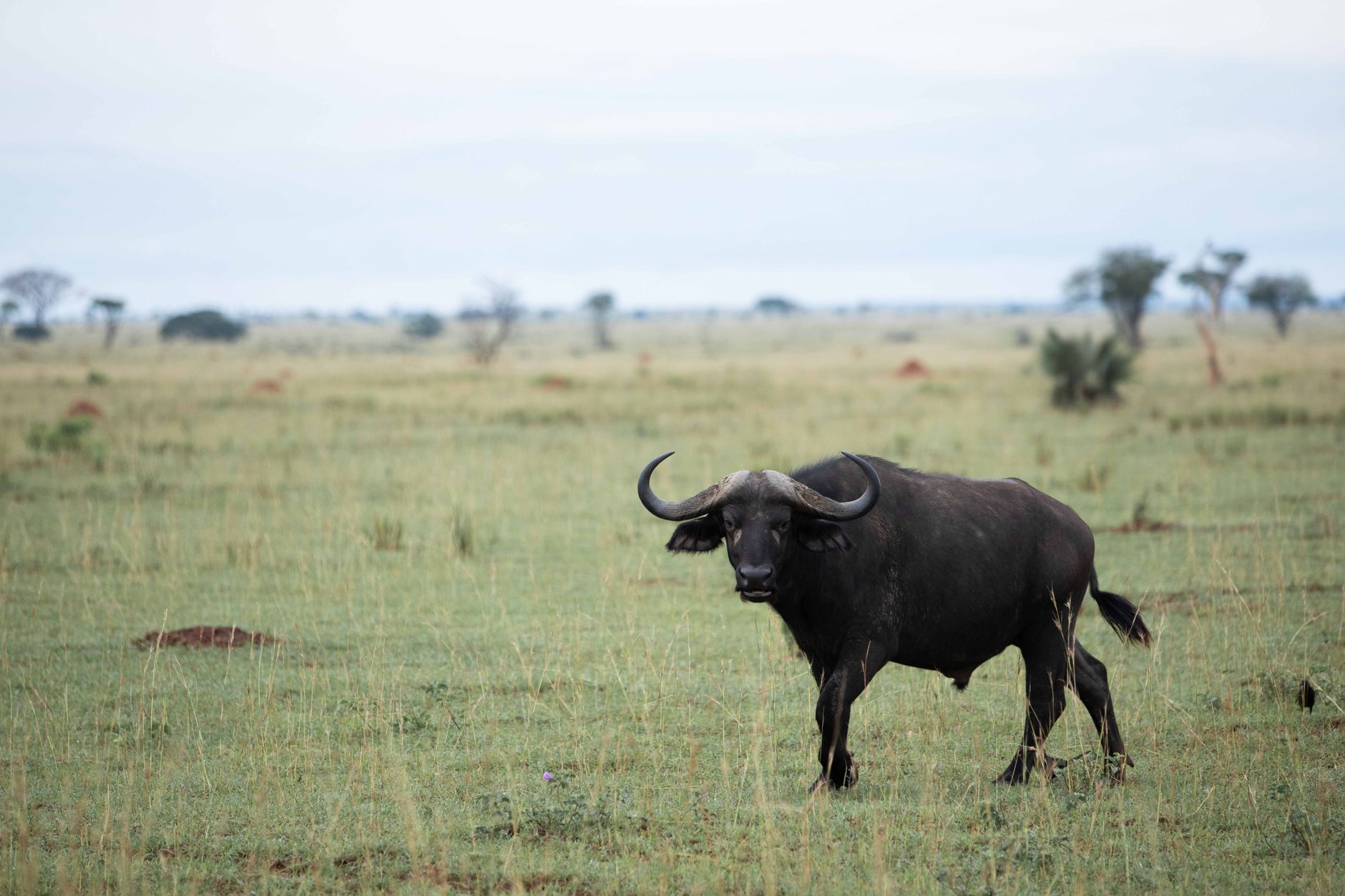 Akagera vs Murchison Falls Safari: Which Wins? -- Photo by Muwanguzi Isaac on Pexels