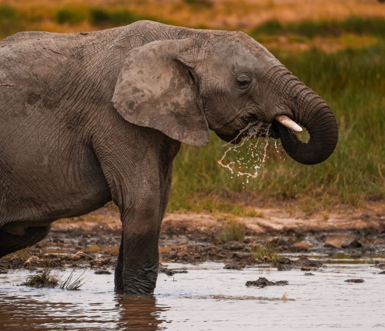 Zanzibar versus Diani Safari Extension: 3-5 Extra Nights -- Photo by Alex Ning on Pexels