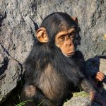 Nyungwe vs Kibale Chimpanzee Trekking: Which Wins? -- Photo by Guerrero De la Luz on Pexels